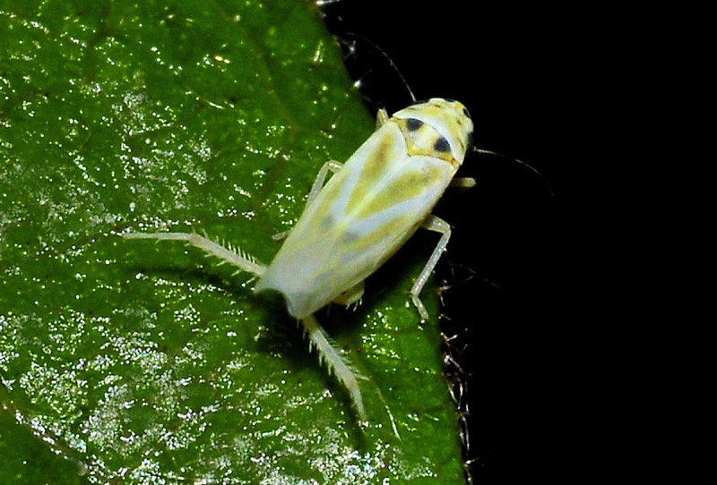 Arboridia sp. (Cicadomorpha-Cicadellidae)